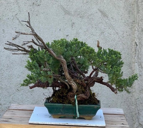Bonsai ginepro - bonsai,