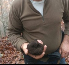 Tartufo Invernale Nero