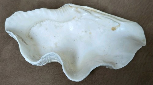 Conchiglia gigante naturale