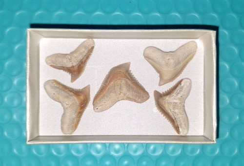 Grande set denti squalo - set,