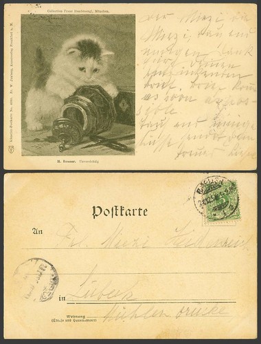 Cat kitten 1898 old - cat,