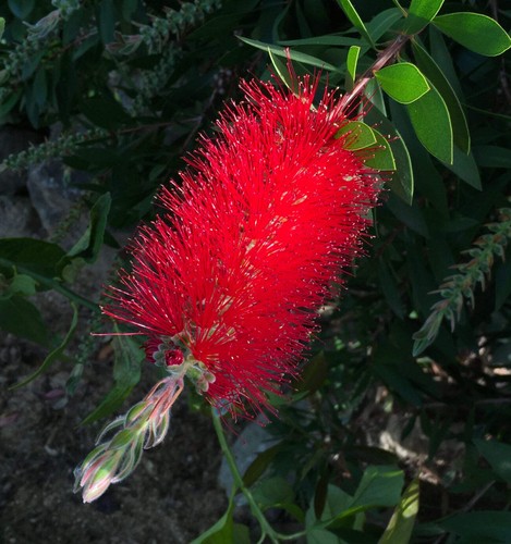 Callistemon citrinus - , cv