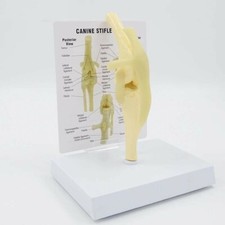 Articolazione cane modello