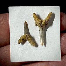 Dente di squalo tigre sabbia