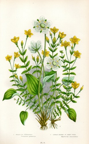 Stampa botanica antica 1899 - botanica,