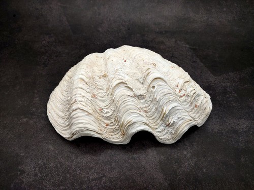 Derasa clam conchiglia mezza - clam,