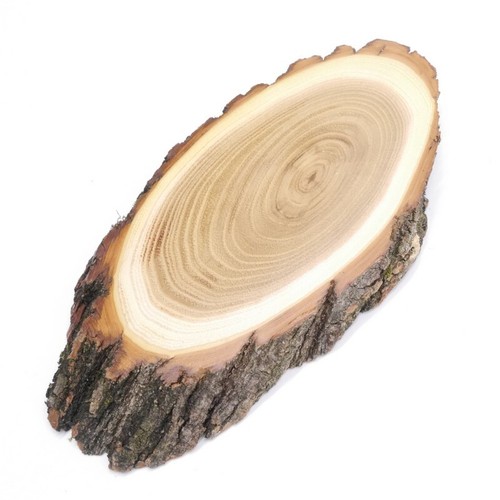 Scudo trofeo acacia - trofeo, cm