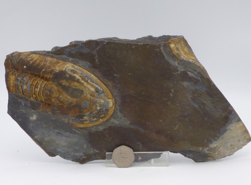 Fossil trilobite partial - fossil,