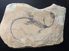 ANFIBIO-VERTEBRA-NOTHOSAURIA-G