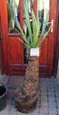 Yucca faxoniana dal Messico