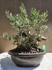Old European Olive Bonsai