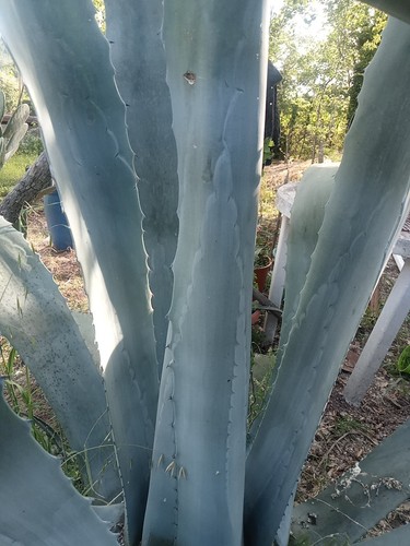 Pianta aloe - pianta,