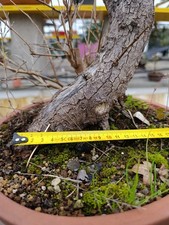 bonsai acero Campestre