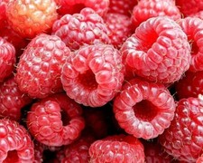 Lampone rosso "Rubus idaeus"