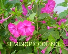 20 Semi Belle Di Notte