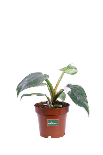 Pianta filodendro - pianta, di