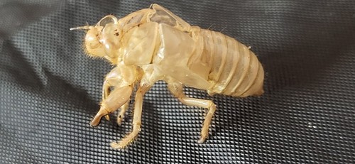 Esoscheletro cicala - esoscheletro, /