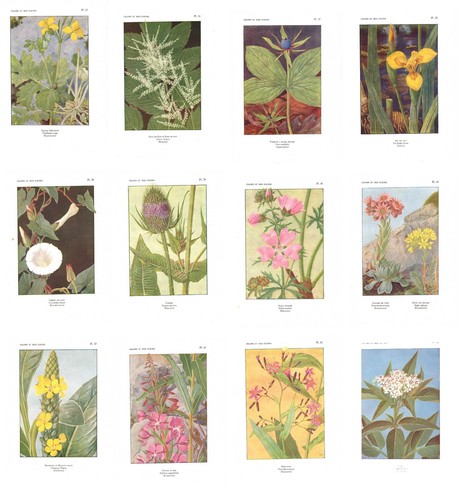 Stampe antiche fiori epoca - stampe,