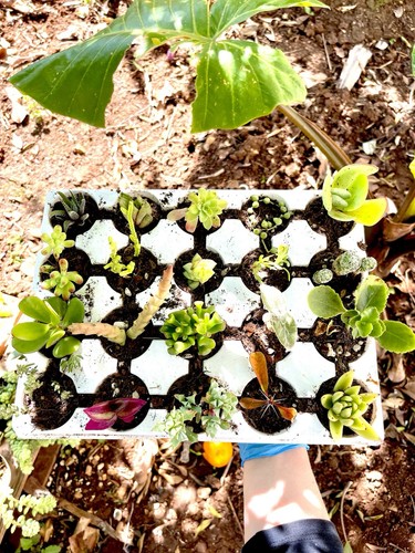 Set piante grasse mix - set,