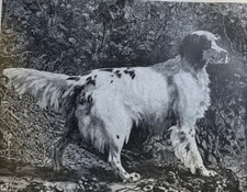 1885 Setter Dogs American