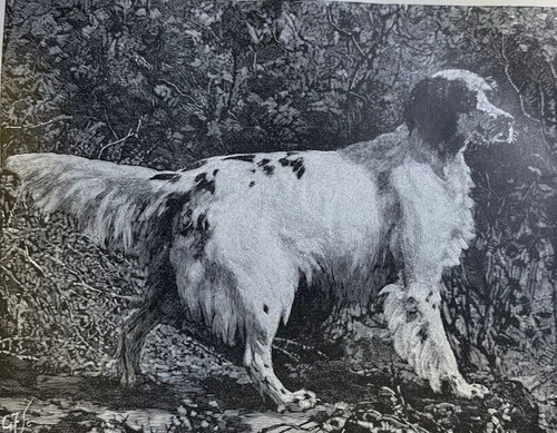 1885 setter dogs - 1885,