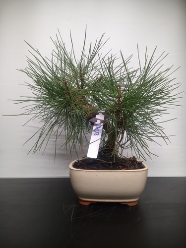 Bonsai pino nero - bonsai,