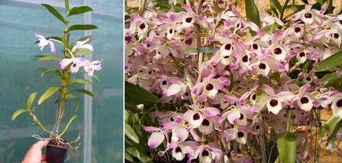 Dendrobium nobile orchidée - nobile,,