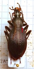 Carabidae, CARABINAE, Carabus