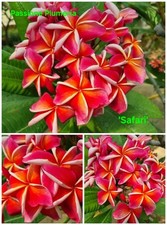 Talea di plumeria (Plumeria