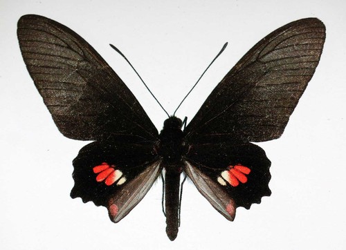 Parides pizarro kuhlmanni - parides,