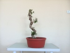 FICUS