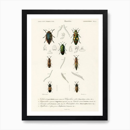 Diversi tipi coleotteri - diversi,