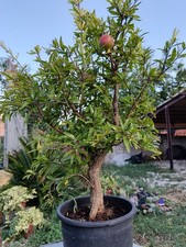 Bonsai prebonsai Melograqno