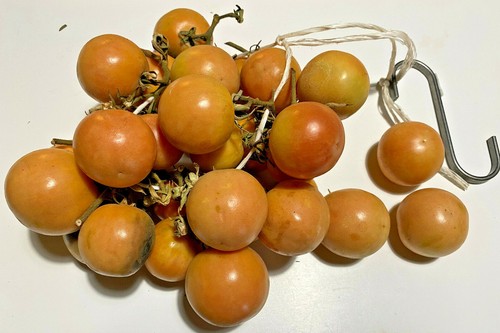 Semi pomodori ciliegini - semi,