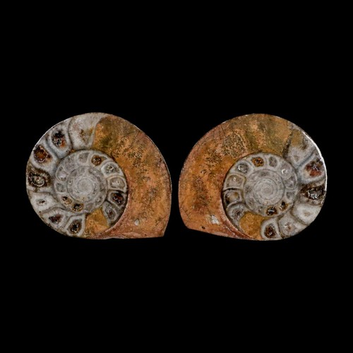 Ammonite fossile - , 2,6"