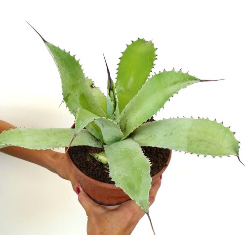 Agave ovatifolia - agave, x