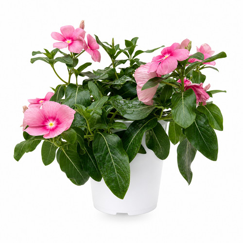 Vinca rosa h25 vaso - rosa,