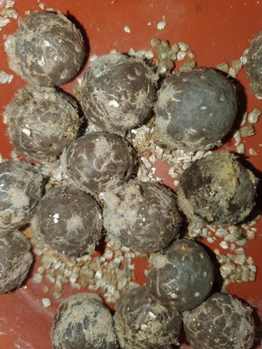 Gastrococos crispa semi - crispa,, 8