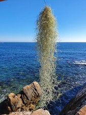 Tillandsia usneoides 70cm - tillandsia,