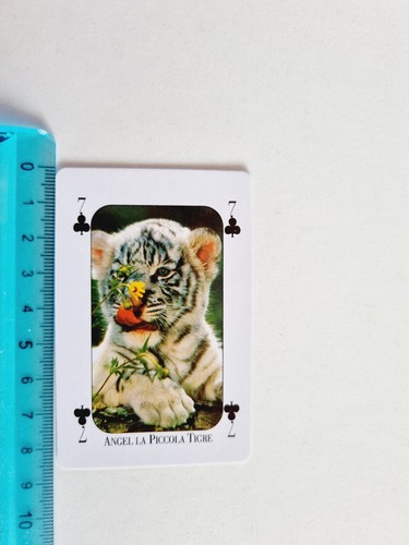 Angel tigre tiger - tigre, rare