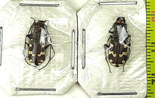 Carabidae, Cicindela