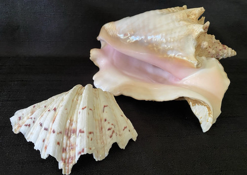 Conchiglia big queen - big,