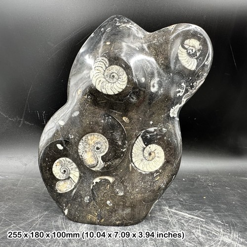 Genuine goniatite orthoceras - genuine,