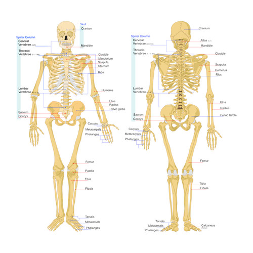 Scheletro umano anatomia
