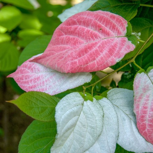 Aktinidia adam impollinatore - aktinidia,