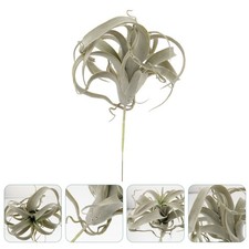  Decorazione Piante Succulente