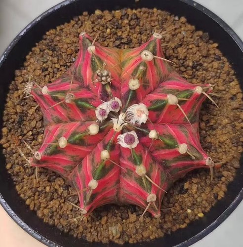 Gymnocalycium mihanovichi - 6,