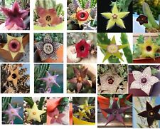 20 Asclepiadaceae -RANDOM in vaso: Stapelia Huernia Orbea Caralluma piaranthus..