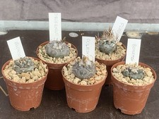X5 TURBINICARPUS SET OWN ROOTS