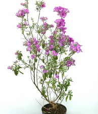 Leucophyllum frutescens | Salvia del Texas | Cenizo - Salvia del Texas | Cenizo